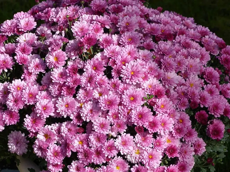 Tuin van Hades wandeling Brugge - S-wan
